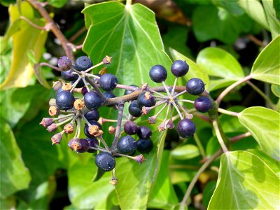 Atlantic Ivy or Irish Ivy