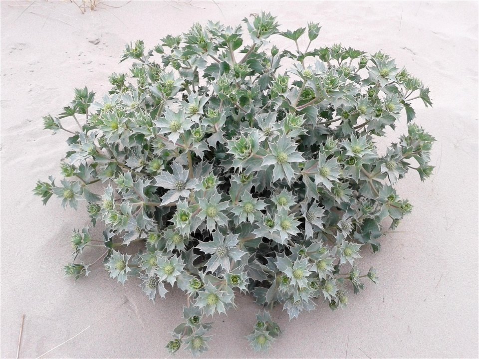 Probablement Eryngium maritimum