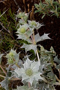 Sea Holly (Eryngium maritimum)