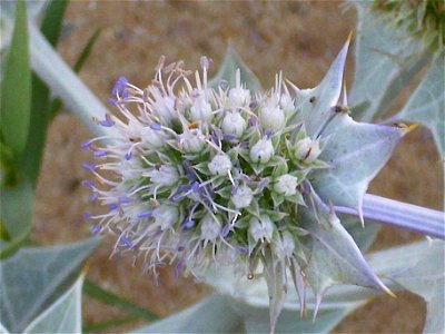 Eryngium maritimum close up, La Mata, Torrevieja, Alicante, Spain.