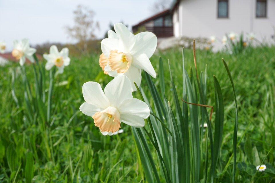 Plant nature grass
