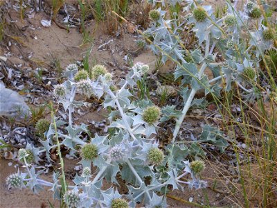 Eryngium maritimum habit, La Mata, Torrevieja, Alicante, Spain.