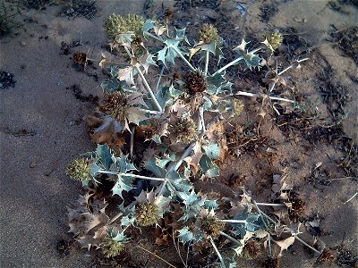 Eryngium maritimum en La Mata Torrevieja, Spain.