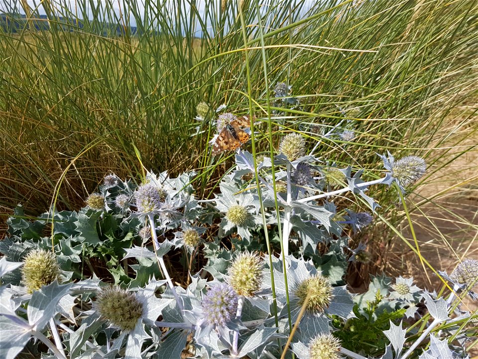Sea Holly plant  in Talacre, Wales.
Photo shows leaves, flower and accompanying butterfly.