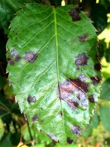 Pathogen: Xanthomonas campestris pv. hederae - Read: www.ctahr.hawaii.edu/oc/freepubs/pdf/PD-75.pdf



In an email to Wikimedia Commons' Volunteer Response Team, Scot Nelson has released all content f