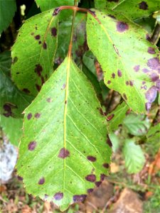 Pathogen: Xanthomonas campestris pv. hederae - Read: www.ctahr.hawaii.edu/oc/freepubs/pdf/PD-75.pdf



In an email to Wikimedia Commons' Volunteer Response Team, Scot Nelson has released all content f