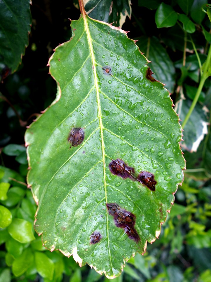 Pathogen: Xanthomonas campestris pv. hederae - Read: www.ctahr.hawaii.edu/oc/freepubs/pdf/PD-75.pdf



In an email to Wikimedia Commons' Volunteer Response Team, Scot Nelson has released all content f
