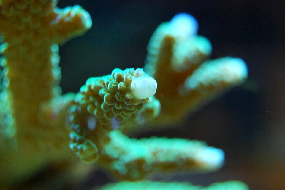 Nature wildlife ocean