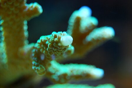 Nature wildlife ocean
