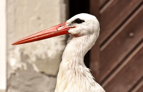 Plumage nature animals