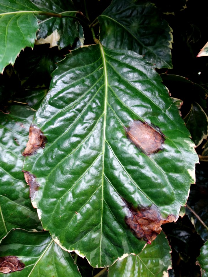 Pathogen: Xanthomonas campestris pv. hederae
Read: <a href="https://www.ctahr.hawaii.edu/oc/freepubs/pdf/PD-75.pdf" rel="nofollow">www.ctahr.hawaii.edu/oc/freepubs/pdf/PD-75.pdf</a>



In 