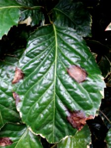 Pathogen: Xanthomonas campestris pv. hederae
Read: <a href="https://www.ctahr.hawaii.edu/oc/freepubs/pdf/PD-75.pdf" rel="nofollow">www.ctahr.hawaii.edu/oc/freepubs/pdf/PD-75.pdf</a>



In 