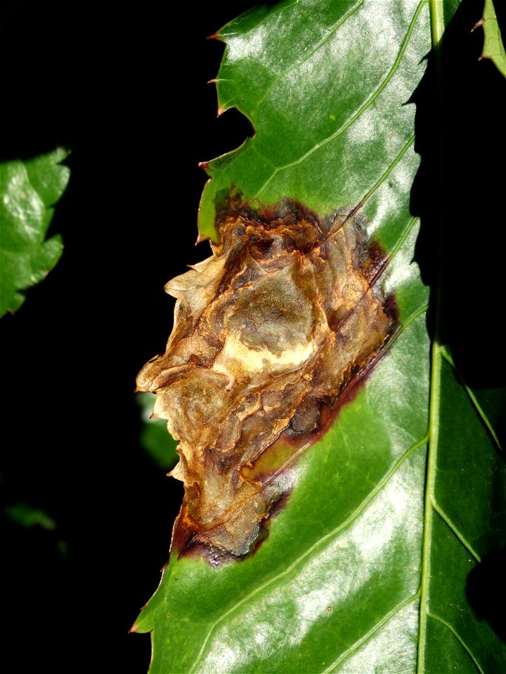 Pathogen: Xanthomonas campestris pv. hederae
Read: <a href="https://www.ctahr.hawaii.edu/oc/freepubs/pdf/PD-75.pdf" rel="nofollow">www.ctahr.hawaii.edu/oc/freepubs/pdf/PD-75.pdf</a>



In 