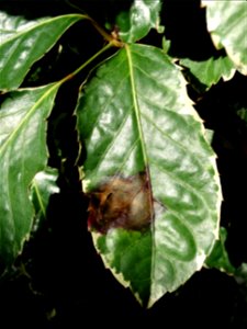 Pathogen: Xanthomonas campestris pv. hederae
Read: <a href="https://www.ctahr.hawaii.edu/oc/freepubs/pdf/PD-75.pdf" rel="nofollow">www.ctahr.hawaii.edu/oc/freepubs/pdf/PD-75.pdf</a>



In 