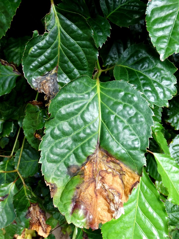 Pathogen: Xanthomonas campestris pv. hederae
Read: <a href="https://www.ctahr.hawaii.edu/oc/freepubs/pdf/PD-75.pdf" rel="nofollow">www.ctahr.hawaii.edu/oc/freepubs/pdf/PD-75.pdf</a>



In 