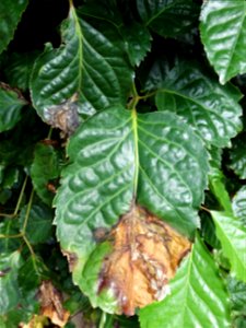 Pathogen: Xanthomonas campestris pv. hederae
Read: <a href="https://www.ctahr.hawaii.edu/oc/freepubs/pdf/PD-75.pdf" rel="nofollow">www.ctahr.hawaii.edu/oc/freepubs/pdf/PD-75.pdf</a>



In 