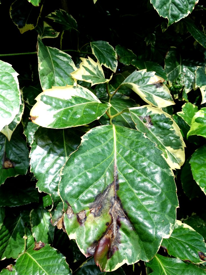 Pathogen: Xanthomonas campestris pv. hederae
Read: <a href="https://www.ctahr.hawaii.edu/oc/freepubs/pdf/PD-75.pdf" rel="nofollow">www.ctahr.hawaii.edu/oc/freepubs/pdf/PD-75.pdf</a>



In 