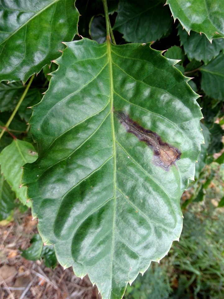 Pathogen: Xanthomonas campestris pv. hederae  
Read: <a href="https://www.ctahr.hawaii.edu/oc/freepubs/pdf/PD-75.pdf" rel="nofollow">www.ctahr.hawaii.edu/oc/freepubs/pdf/PD-75.pdf</a>



I