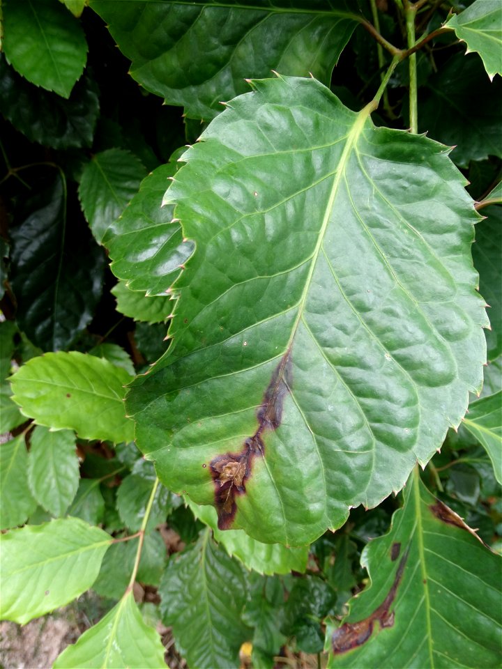Pathogen: Xanthomonas campestris pv. hederae  
Read: <a href="https://www.ctahr.hawaii.edu/oc/freepubs/pdf/PD-75.pdf" rel="nofollow">www.ctahr.hawaii.edu/oc/freepubs/pdf/PD-75.pdf</a>



I