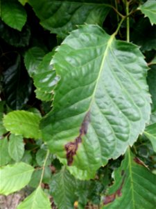 Pathogen: Xanthomonas campestris pv. hederae  
Read: <a href="https://www.ctahr.hawaii.edu/oc/freepubs/pdf/PD-75.pdf" rel="nofollow">www.ctahr.hawaii.edu/oc/freepubs/pdf/PD-75.pdf</a>



I