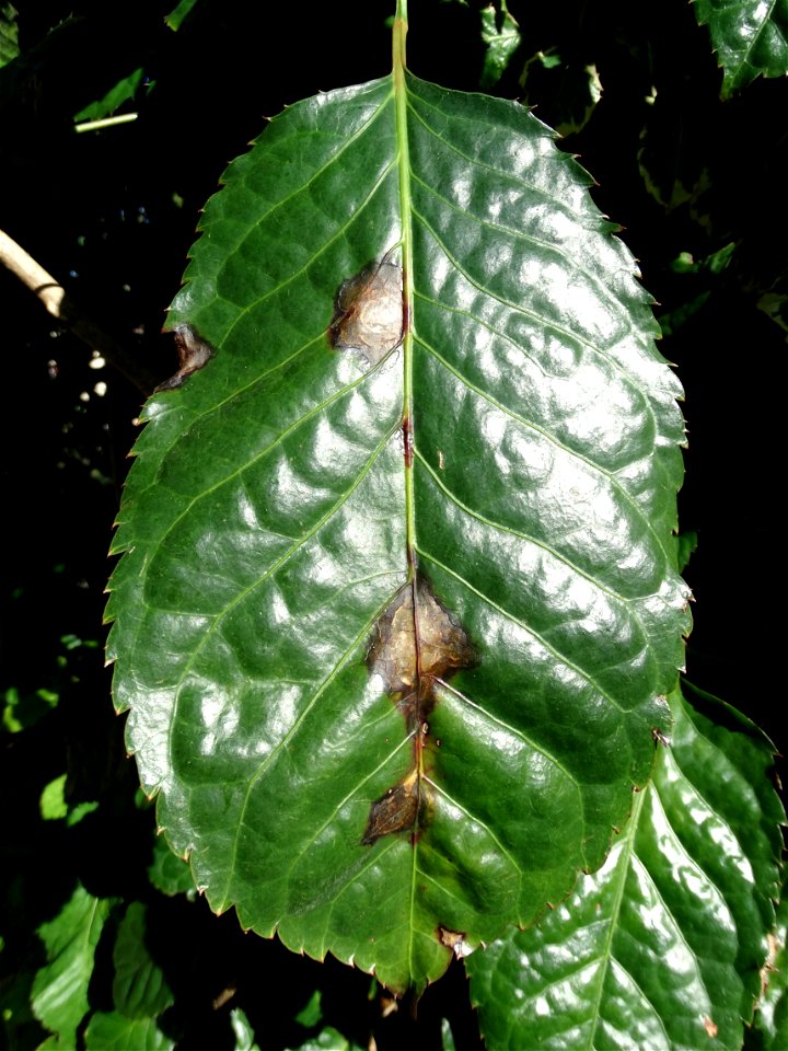 Pathogen: Xanthomonas campestris pv. hederae
Read: <a href="https://www.ctahr.hawaii.edu/oc/freepubs/pdf/PD-75.pdf" rel="nofollow">www.ctahr.hawaii.edu/oc/freepubs/pdf/PD-75.pdf</a>



In 