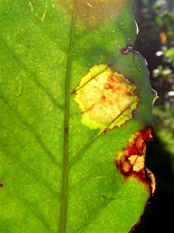 hydrosis (water soaking) of infected tissue 
Read: <a href="https://www.ctahr.hawaii.edu/oc/freepubs/pdf/PD-75.pdf" rel="nofollow">www.ctahr.hawaii.edu/oc/freepubs/pdf/PD-75.pdf</a>



In 