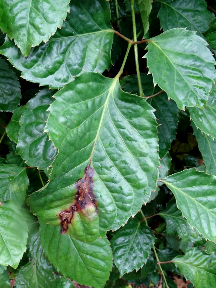 Pathogen: Xanthomonas campestris pv. hederae
Read: <a href="https://www.ctahr.hawaii.edu/oc/freepubs/pdf/PD-75.pdf" rel="nofollow">www.ctahr.hawaii.edu/oc/freepubs/pdf/PD-75.pdf</a>



In 