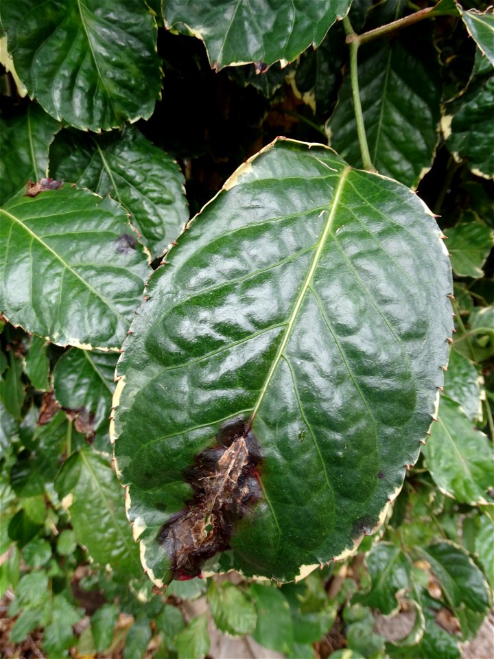 Pathogen: Xanthomonas campestris pv. hederae  
Read: <a href="https://www.ctahr.hawaii.edu/oc/freepubs/pdf/PD-75.pdf" rel="nofollow">www.ctahr.hawaii.edu/oc/freepubs/pdf/PD-75.pdf</a>



I