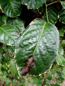 Pathogen: Xanthomonas campestris pv. hederae  
Read: <a href="https://www.ctahr.hawaii.edu/oc/freepubs/pdf/PD-75.pdf" rel="nofollow">www.ctahr.hawaii.edu/oc/freepubs/pdf/PD-75.pdf</a>



I