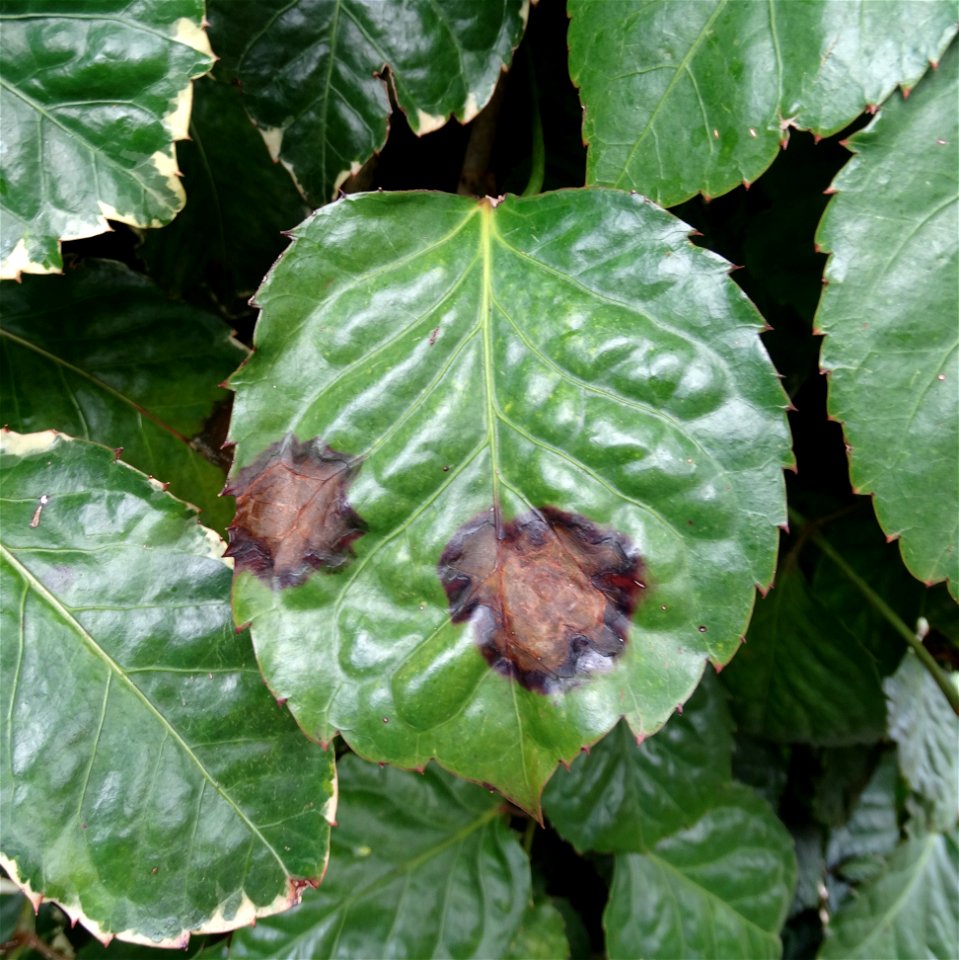 Pathogen: Xanthomonas campestris pv. hederae
Read: <a href="https://www.ctahr.hawaii.edu/oc/freepubs/pdf/PD-75.pdf" rel="nofollow">www.ctahr.hawaii.edu/oc/freepubs/pdf/PD-75.pdf</a>



In 