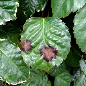 Pathogen: Xanthomonas campestris pv. hederae
Read: <a href="https://www.ctahr.hawaii.edu/oc/freepubs/pdf/PD-75.pdf" rel="nofollow">www.ctahr.hawaii.edu/oc/freepubs/pdf/PD-75.pdf</a>



In 