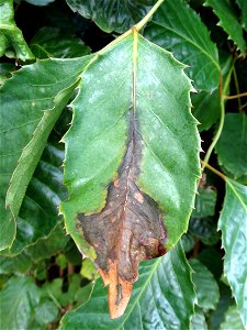 Pathogen: Xanthomonas campestris pv. hederae
Read: <a href="https://www.ctahr.hawaii.edu/oc/freepubs/pdf/PD-75.pdf" rel="nofollow">www.ctahr.hawaii.edu/oc/freepubs/pdf/PD-75.pdf</a>



In 