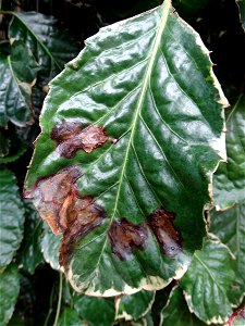 Pathogen: Xanthomonas campestris pv. hederae
Read: <a href="https://www.ctahr.hawaii.edu/oc/freepubs/pdf/PD-75.pdf" rel="nofollow">www.ctahr.hawaii.edu/oc/freepubs/pdf/PD-75.pdf</a>



In 