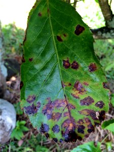 Host: Polyscias guilfoylei. Pathogen: Xanthomonas campestris pv. hederae - Read: Nelson, S. 2011. Bacterial Leaf Blight of Panax (Polyscias guilfoylei). University of Hawaii at Manoa, Cooperative Exte