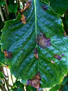 Host: Polyscias guilfoylei. Pathogen: Xanthomonas campestris pv. hederae - Read: Nelson, S. 2011. Bacterial Leaf Blight of Panax (Polyscias guilfoylei). University of Hawaii at Manoa, Cooperative Exte