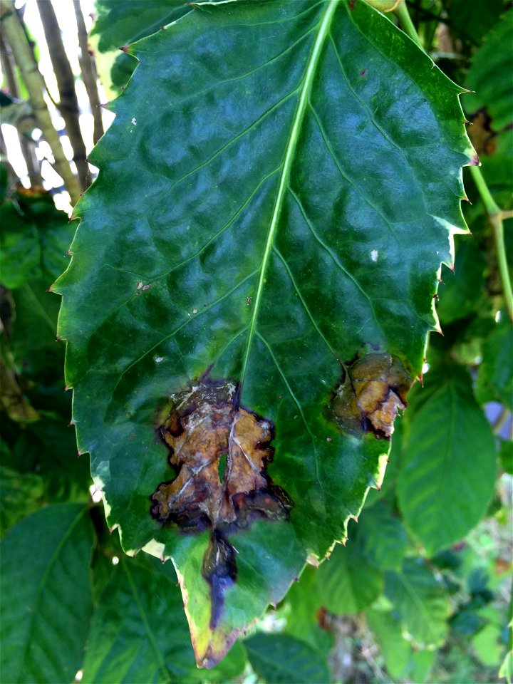 Host: Polyscias guilfoylei. Pathogen: Xanthomonas campestris pv. hederae - Read: Nelson, S. 2011. Bacterial Leaf Blight of Panax (Polyscias guilfoylei). University of Hawaii at Manoa, Cooperative Exte