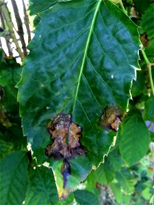 Host: Polyscias guilfoylei. Pathogen: Xanthomonas campestris pv. hederae - Read: Nelson, S. 2011. Bacterial Leaf Blight of Panax (Polyscias guilfoylei). University of Hawaii at Manoa, Cooperative Exte