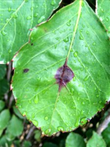 Host: Polyscias guilfoylei. Pathogen: Xanthomonas campestris pv. hederae - Read: Nelson, S. 2011. Bacterial Leaf Blight of Panax (Polyscias guilfoylei). University of Hawaii at Manoa, Cooperative Exte