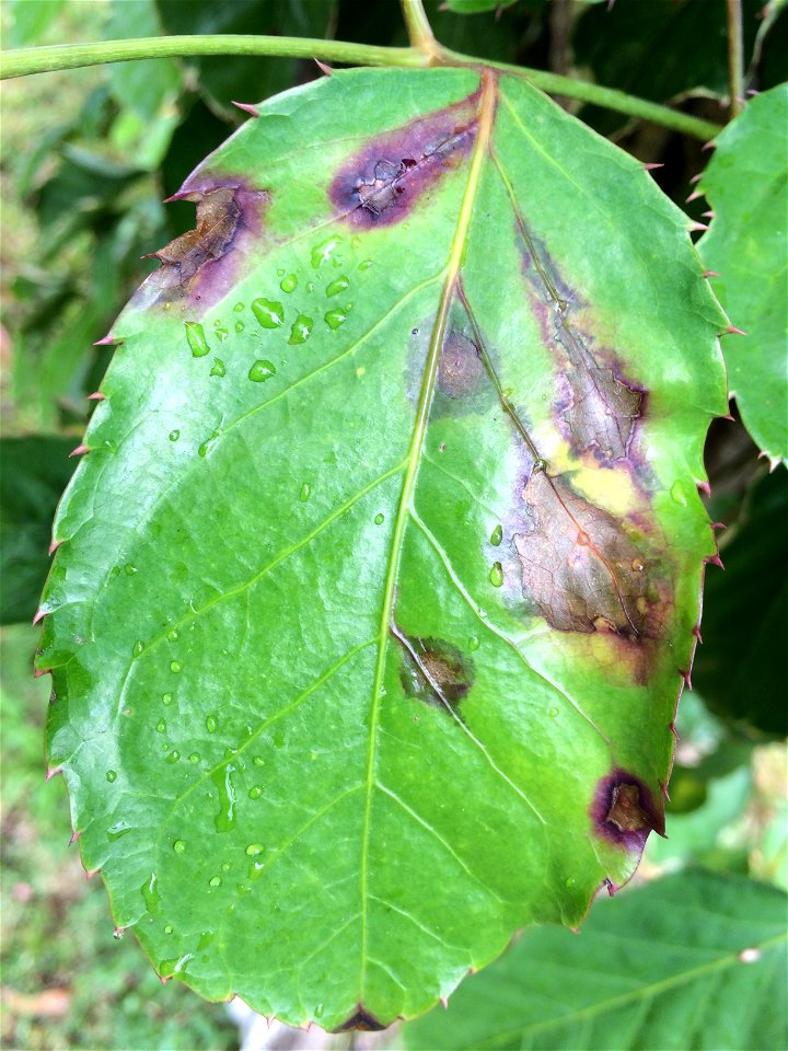 Host: Polyscias guilfoylei. Pathogen: Xanthomonas campestris pv. hederae - Read: Nelson, S. 2011. Bacterial Leaf Blight of Panax (Polyscias guilfoylei). University of Hawaii at Manoa, Cooperative Exte