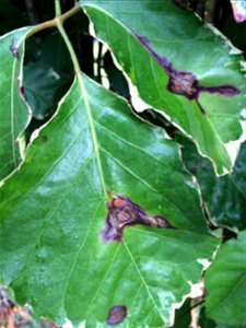 Host: Polyscias guilfoylei. Pathogen: Xanthomonas campestris pv. hederae - Read: Nelson, S. 2011. Bacterial Leaf Blight of Panax (Polyscias guilfoylei). University of Hawaii at Manoa, Cooperative Exte
