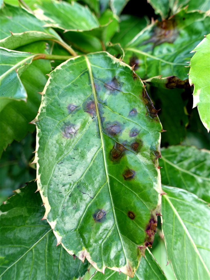 Pathogen: Xanthomonas campestris pv. hederae
Read: <a href="http://www.ctahr.hawaii.edu/oc/freepubs/pdf/PD-75.pdf" rel="nofollow">www.ctahr.hawaii.edu/oc/freepubs/pdf/PD-75.pdf</a>
Read: &