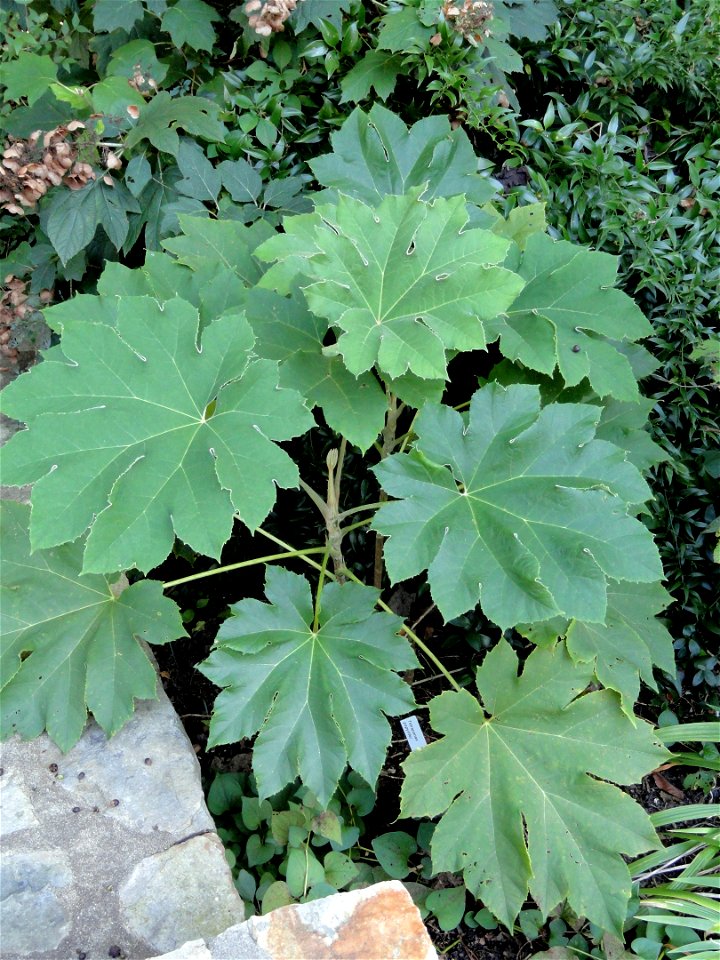 Tetrapanax papyrifer' specimen in the J. C. Raulston Arboretum (North Carolina State University), 4415 Beryl Road, Raleigh, North Carolina, USA.