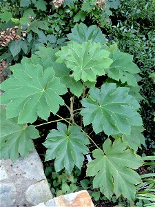 Tetrapanax papyrifer' specimen in the J. C. Raulston Arboretum (North Carolina State University), 4415 Beryl Road, Raleigh, North Carolina, USA.
