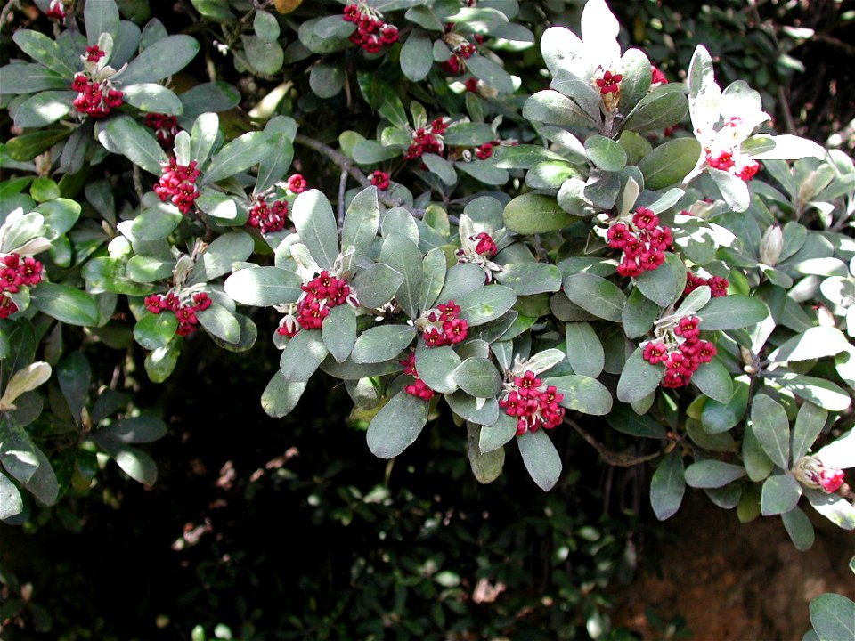 Photo taken in own garden, Pukerua Bay in August 2003 by myself.
