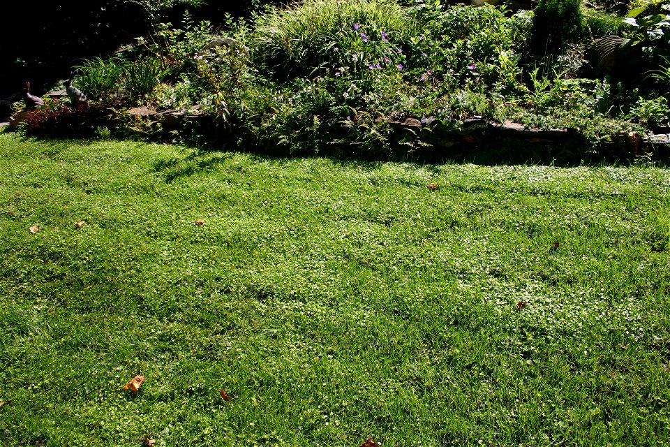 Hydrocotyle sibthorpioides in a lawn