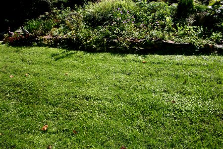 Hydrocotyle sibthorpioides in a lawn