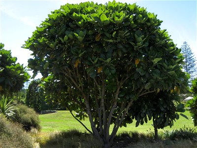 Puka tree (Meryta sinclairii), specimen growing in cultivation at Manukau City, New Zealand photo