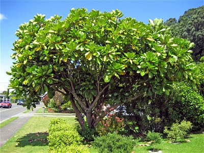 Puka tree (Meryta sinclairii), mature specimen growing in cultivation at Ōhope, Bay of Plenty, New Zealand