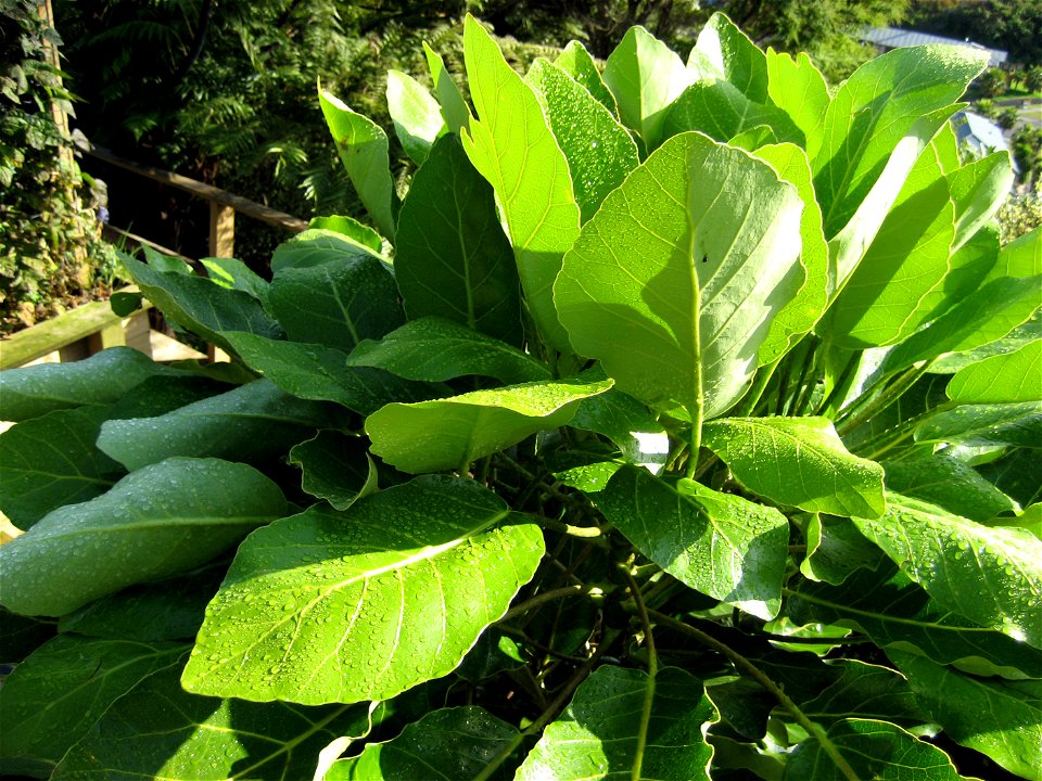 Puka tree (Meryta sinclairii), foliage of a young specimen growing in cultivation at Whakatāne, Bay of Plenty, New Zealand
