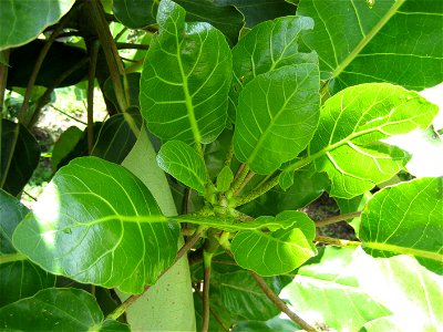 Puka tree (Meryta sinclairii), new leaves emerging from the growing tip of a young specimen growing in cultivation at Whakatāne, Bay of Plenty, New Zealand